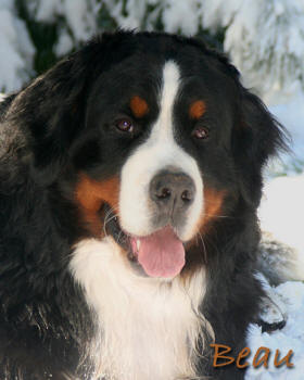 teddy bear love bernese mountain dogs